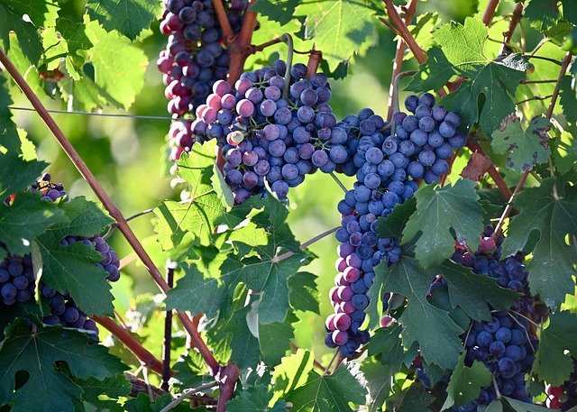 Free Grapes Vintage photo and picture
