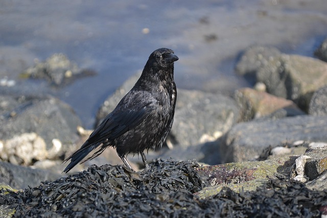 Free North Sea Crow photo and picture