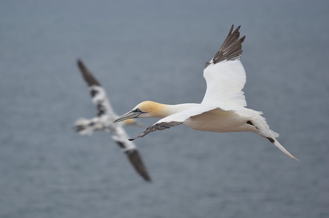 Free Northern Gannet North Sea photo and picture