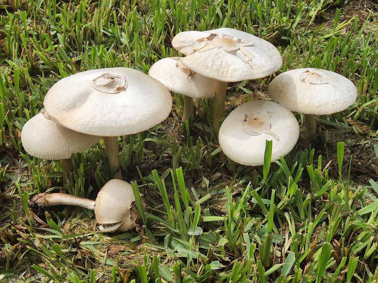 Champignon Nature Spore - Photo gratuite sur Pixabay - Pixabay