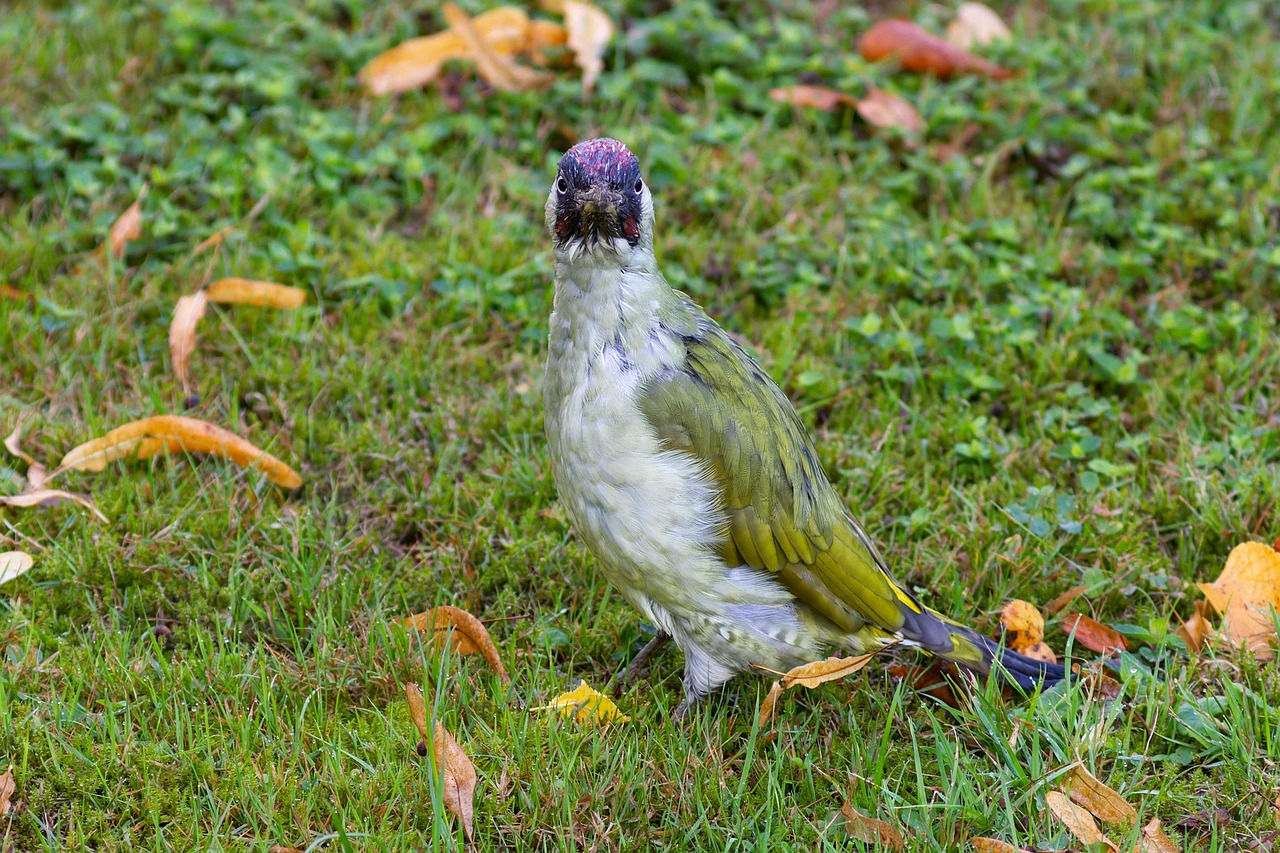 Bird - free online jigsaw puzzle photo