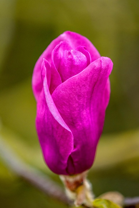 Flower Magnolia Bud - Free photo on Pixabay