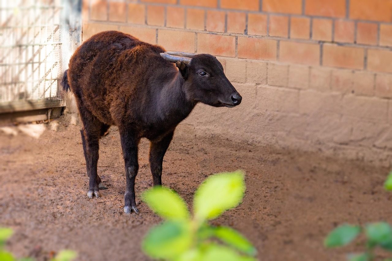 Buffalo - free online jigsaw puzzle photo