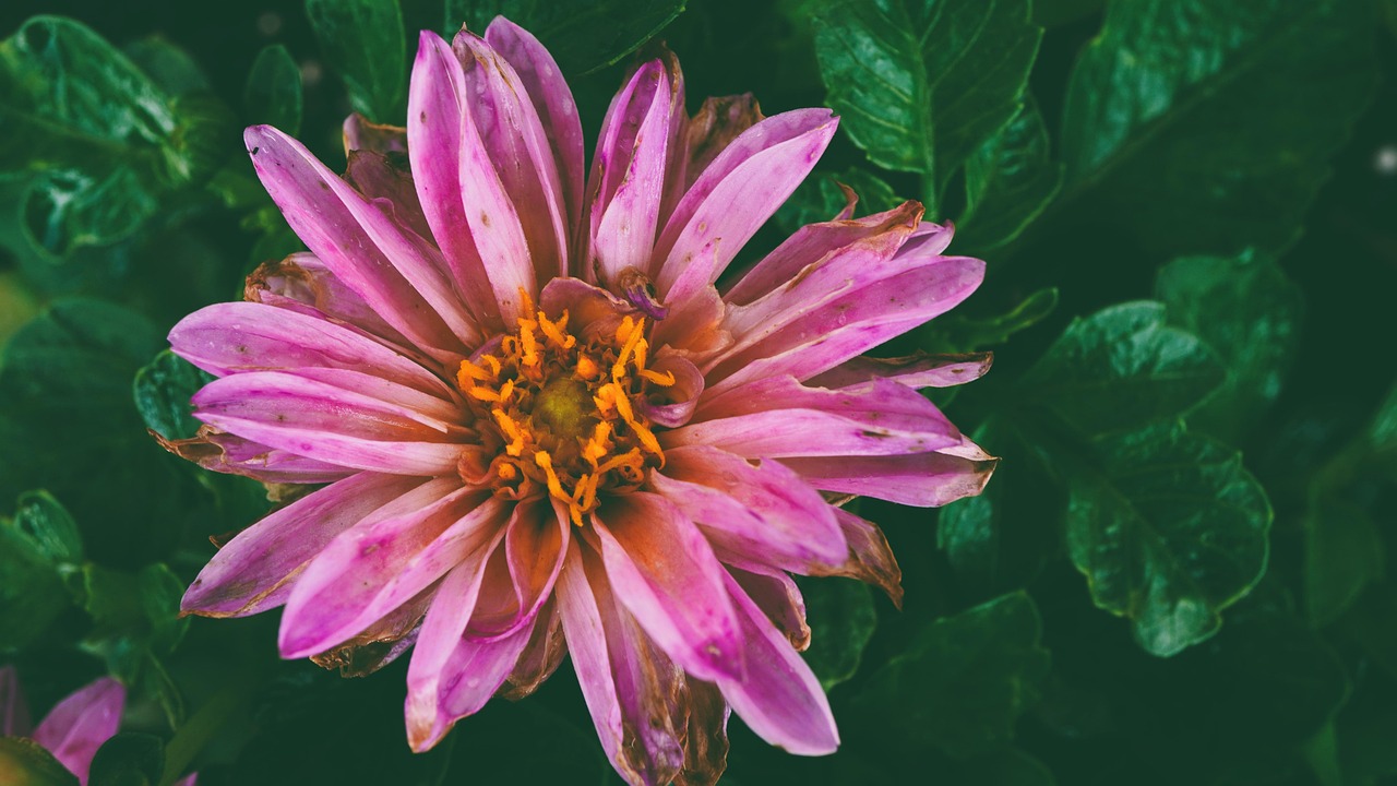Pink Flower Bloom Free photo on Pixabay Pixabay