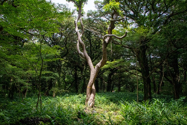 Free Korea Fused Trees photo and picture