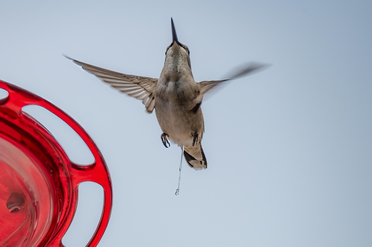Colibrí Pájaro Ave Voladora - Foto gratis en Pixabay - Pixabay