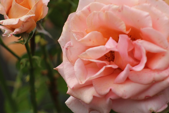 Free Flower Pink photo and picture
