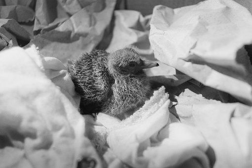 Free Duck Animal photo and picture