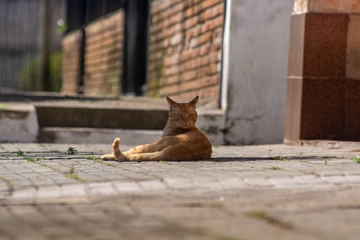 Free Cat Nature photo and picture