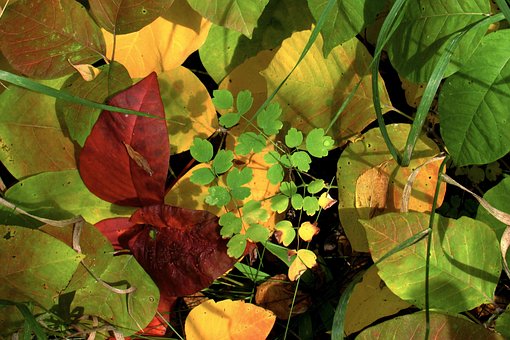 Free Fall Autumn photo and picture