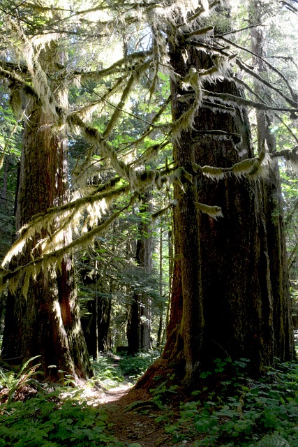 Free Antler Lake Trail photo and picture
