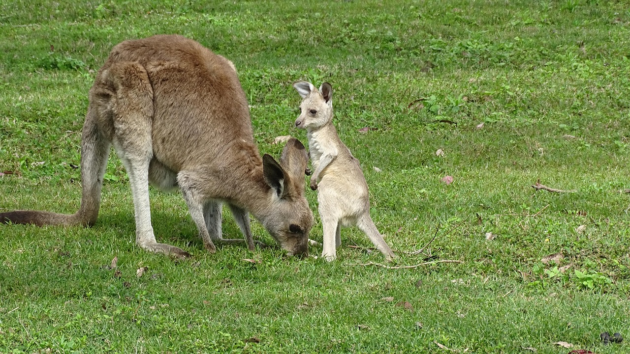 カンガルー オーストラリア 赤ちゃんカンガルー Pixabayの無料写真 Pixabay