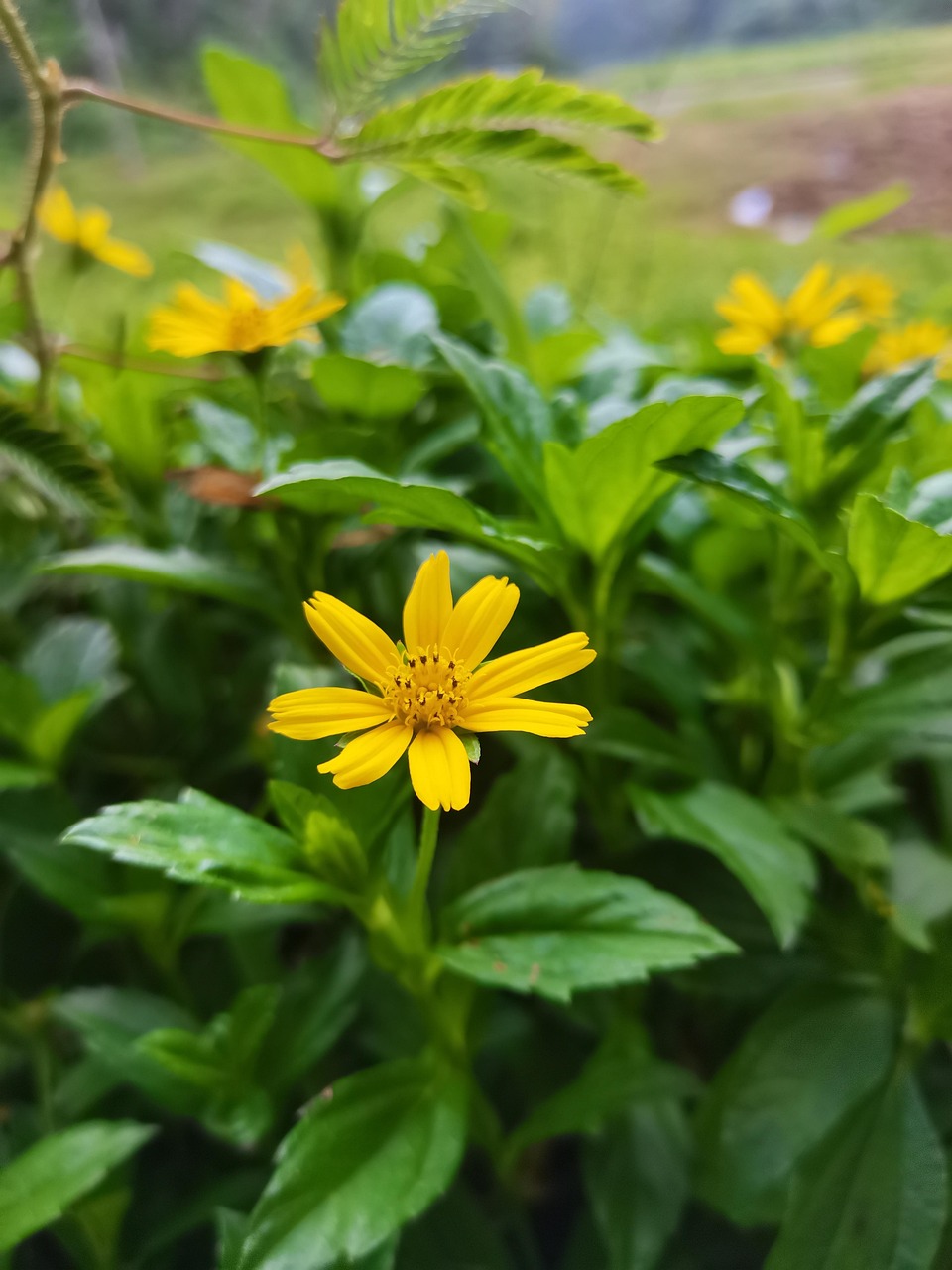 Flowers Nature Autumn Free Photo On Pixabay Pixabay flowers-nature-autumn-free-photo-on-pixabay-pixabay