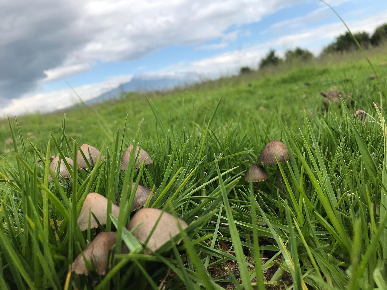 Mushrooms Mushroom Hallucinogen Free Photo On Pixabay Pixabay mushrooms-mushroom-hallucinogen-free-photo-on-pixabay-pixabay