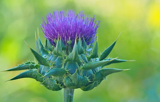 Blume, Distel, Flora, Wiese, Lila Blüte
