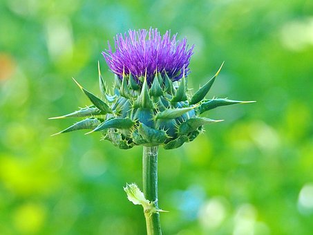 Blume, Distel, Flora, Wiese, Lila Blüte