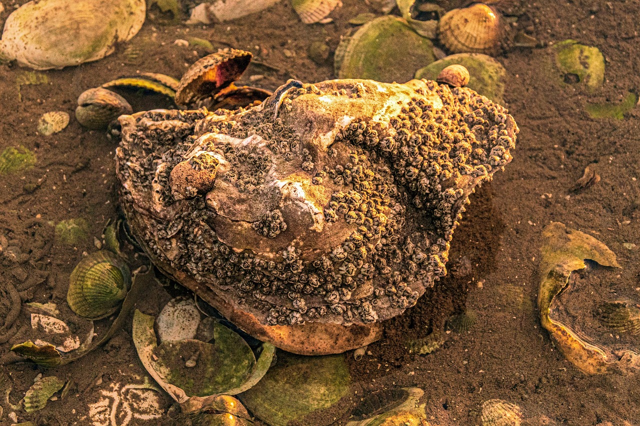 Piedra Caliza De Concha Cáscara Foto gratis en Pixabay Pixabay