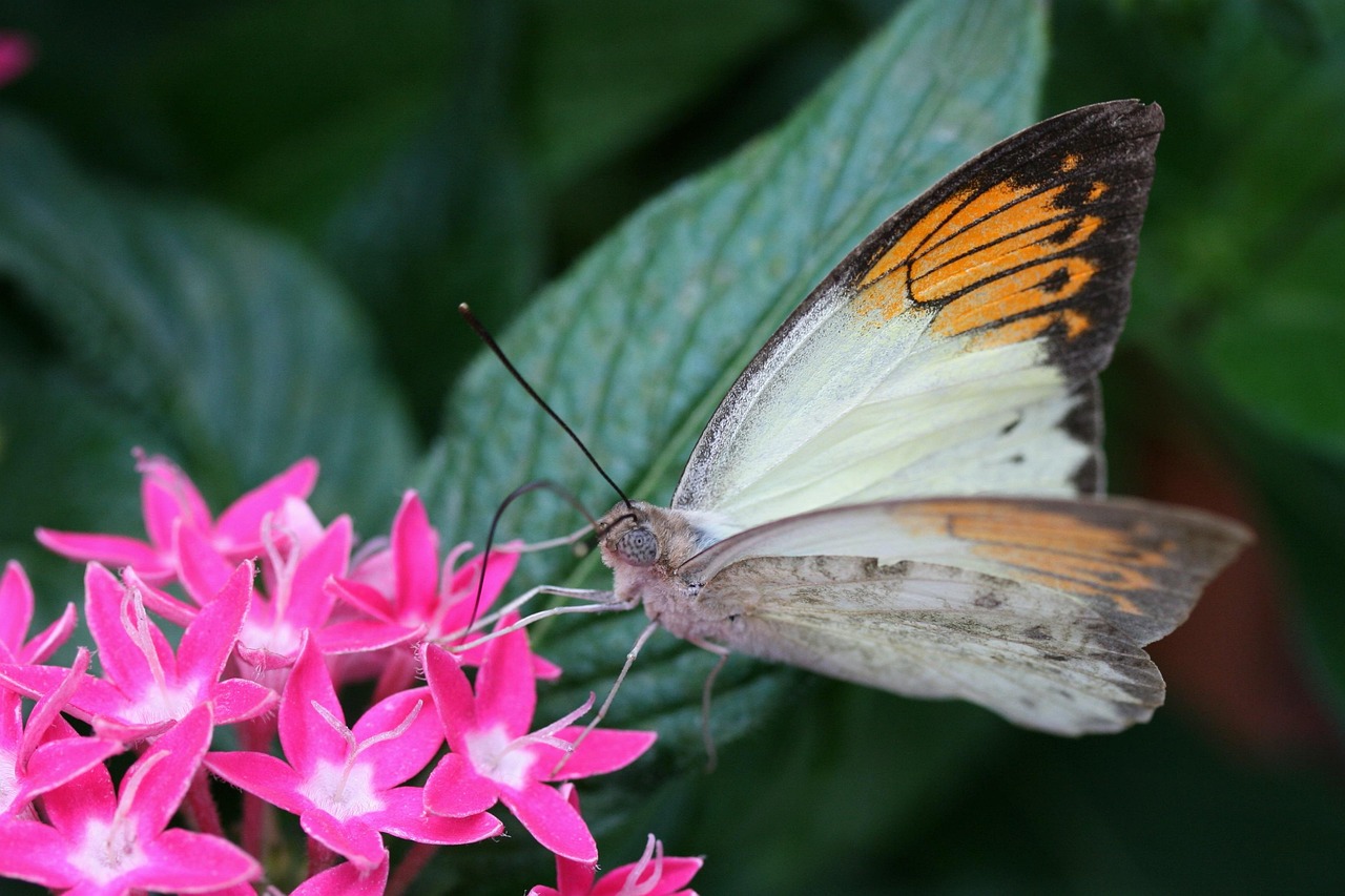 Butterfly Flower Pollinate Free photo on Pixabay Pixabay