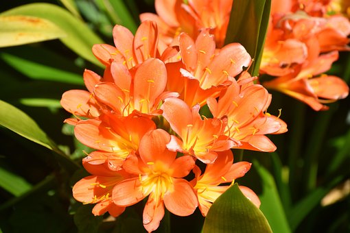ดอกไม้, ดอกไม้สีส้ม, Clivia, พฤกษศาสตร์