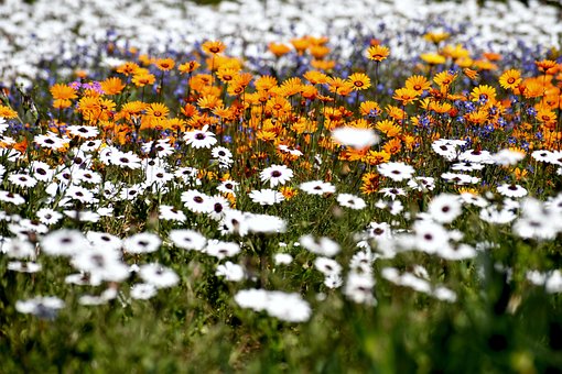 ดอกเดซี่, Fynbos, บุปผา, ฤดูใบไม้ผลิ