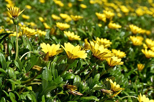 Fynbos, ดอกไม้สีเหลือง, ดอกไม้, ทุ่งหญ้า