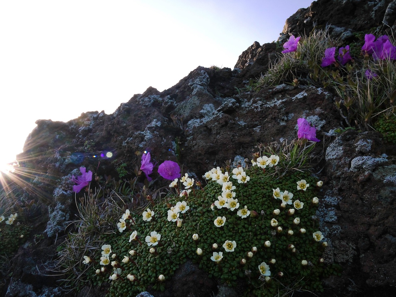 Wildflowers Plants Rock - Free photo on Pixabay