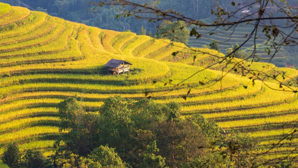 Rice Field Terrace Countryside Free photo on Pixabay