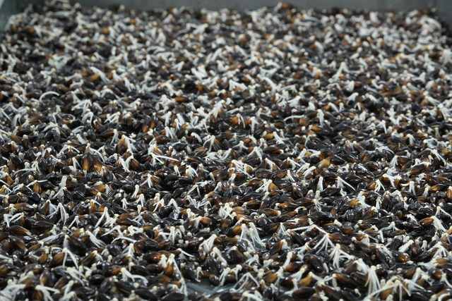 Free Barley Sprout Barley photo and picture