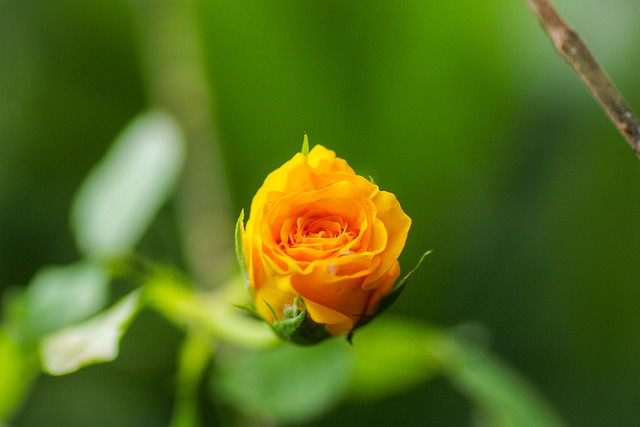 Rose, Gelb, Blütenblätter, Tropfen, Tau