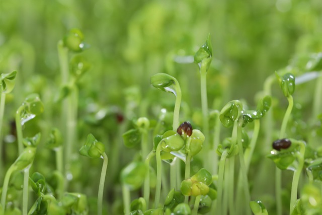Free Broccoli Broccoli Sprout photo and picture
