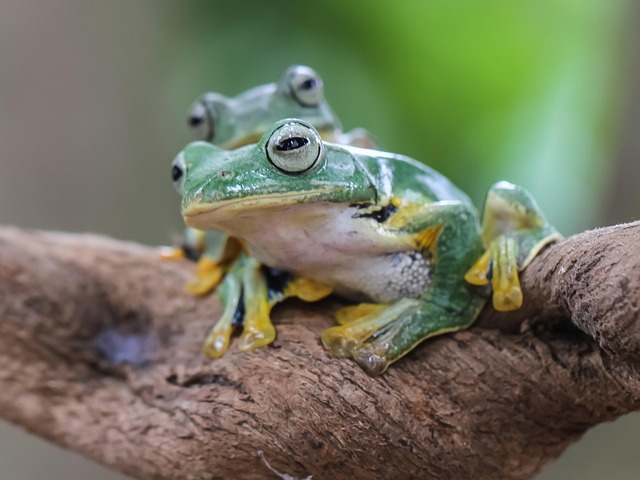 Free Frog Amphibian photo and picture