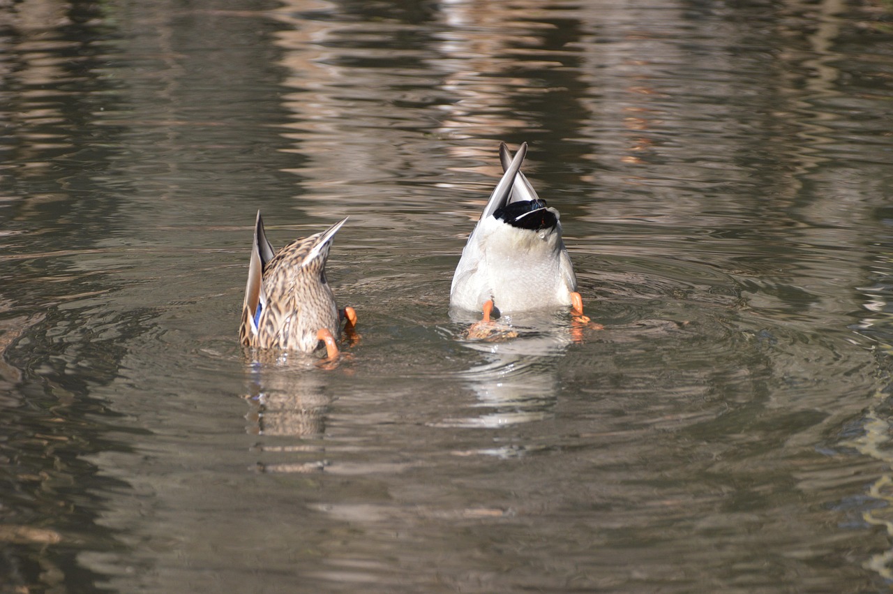 Ducks Dive Pond Free photo on Pixabay Pixabay