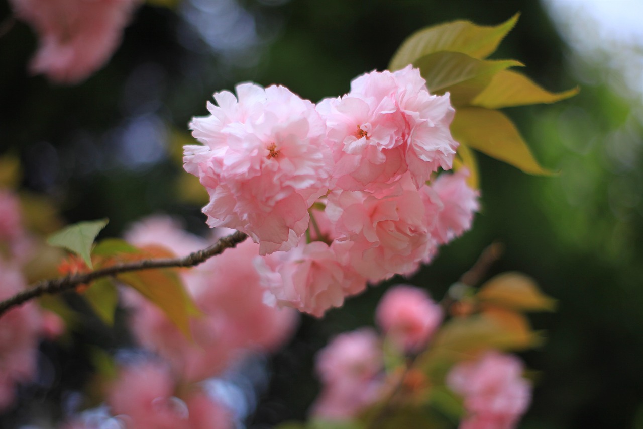 복숭아 꽃 꽃들 봄 - Pixabay의 무료 사진 - Pixabay