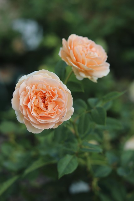 Free Rose Beautiful Flowers photo and picture