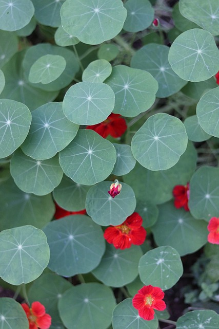 Free Nasturtium Flowers photo and picture
