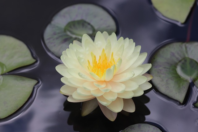 Free Flower Lily photo and picture