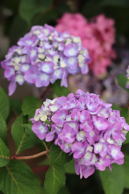 Free Hydrangea Flower photo and picture