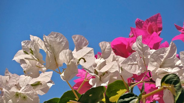 Bougainvillea, Weiß, Rosa, Rose, Blumen