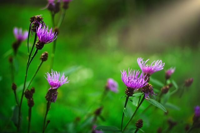 Free Nature Floral Background photo and picture