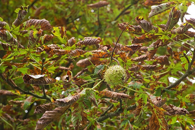 Free Nature Free Background photo and picture