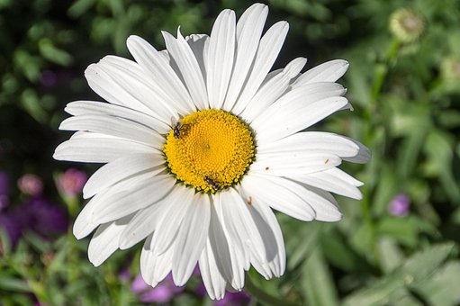 Free Flower Shrub Marguerite photo and picture