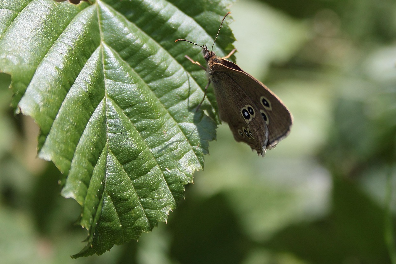 Butterfly Insect Leaf Free photo on Pixabay