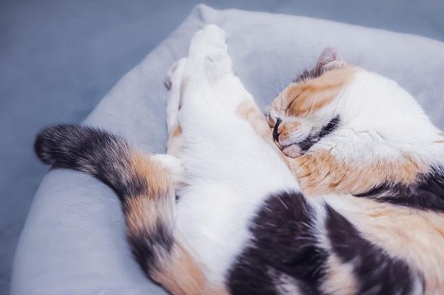 Dormido, Gato, Mamífero, Felino, Amigo
