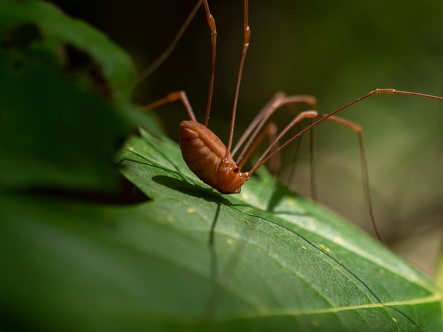 Free Insect Spider photo and picture