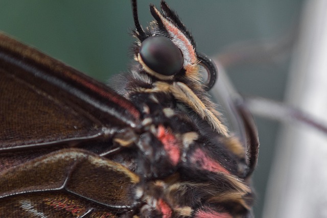 Free Butterfly Insect photo and picture