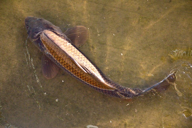 Free Carp Pond photo and picture