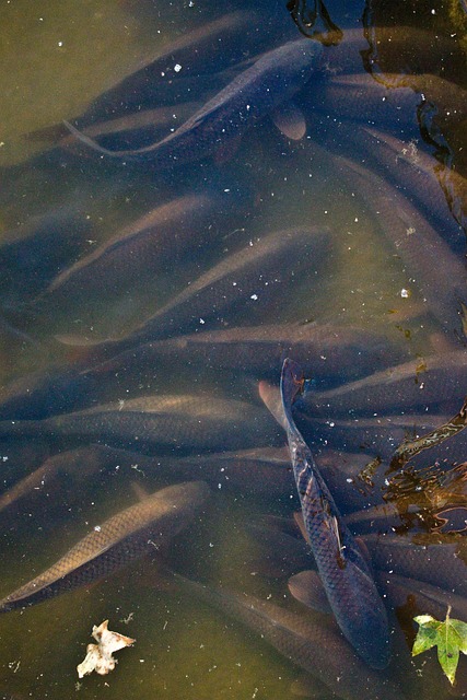 Free Carp Fish photo and picture