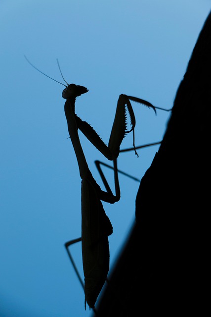 Free Preying Mantis Mantis photo and picture