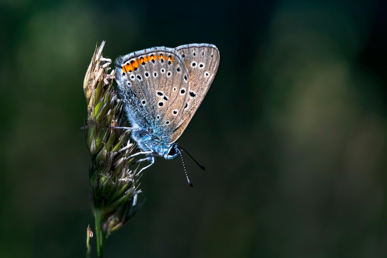 Butterfly - free online jigsaw puzzle photo