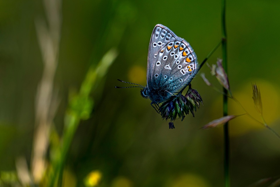 Butterfly Insect Common Blue Free photo on Pixabay Pixabay